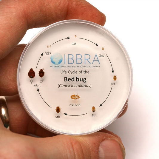 Bed Bug Life Cycle