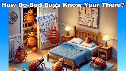 How Do Bed Bugs Know You're There?