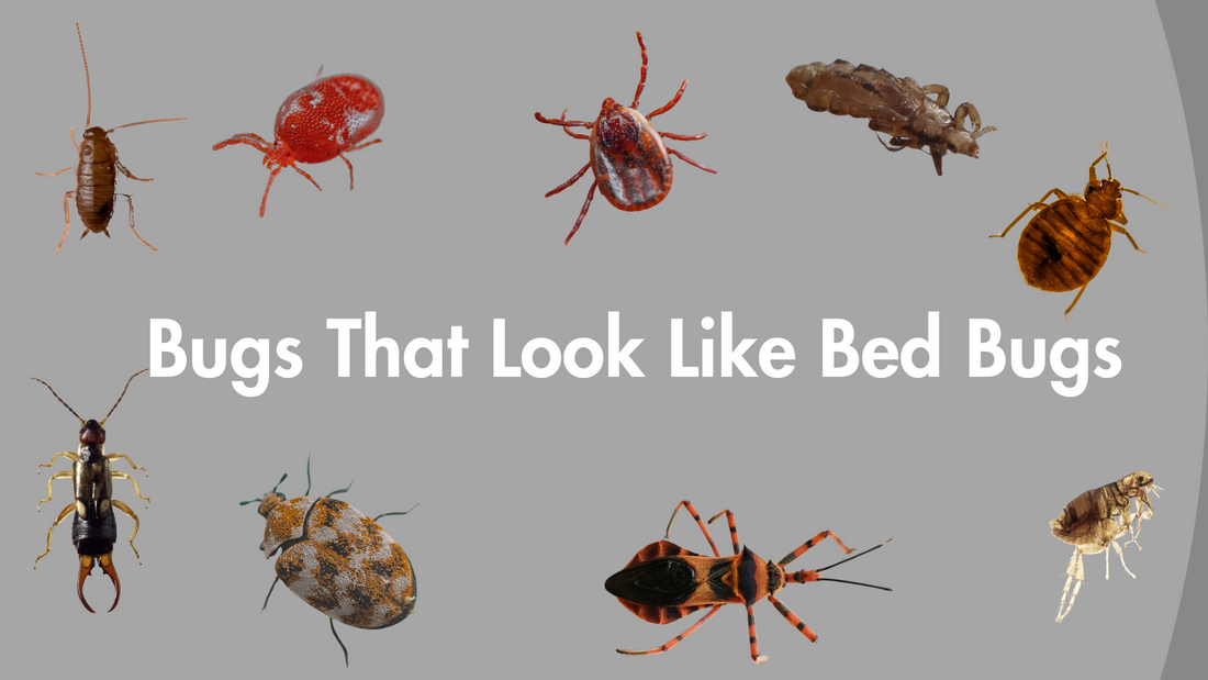 Bugs That Look Like Bed Bugs